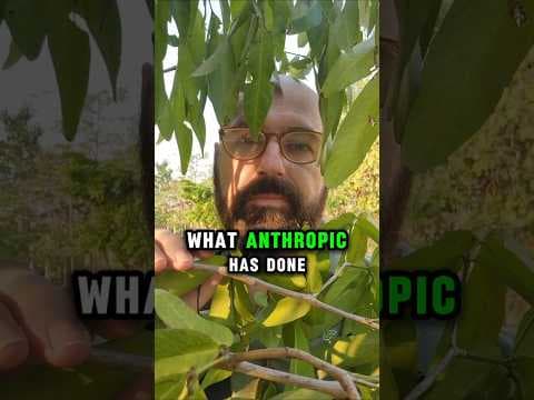 Anthropic attacked by 24.000 AI bots 😱☠️😅